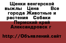 Щенки венгерской выжлы › Цена ­ 1 - Все города Животные и растения » Собаки   . Пермский край,Александровск г.